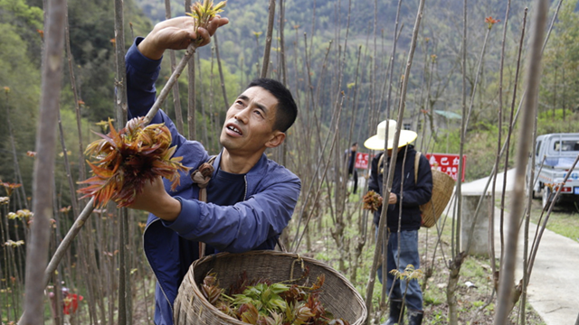 春天里的陕西丨岚皋县的春味道：特色香椿收获忙 一树“红芽”满山香