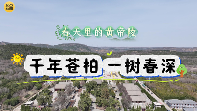 春天里的黄帝陵丨千年苍柏 一树春深