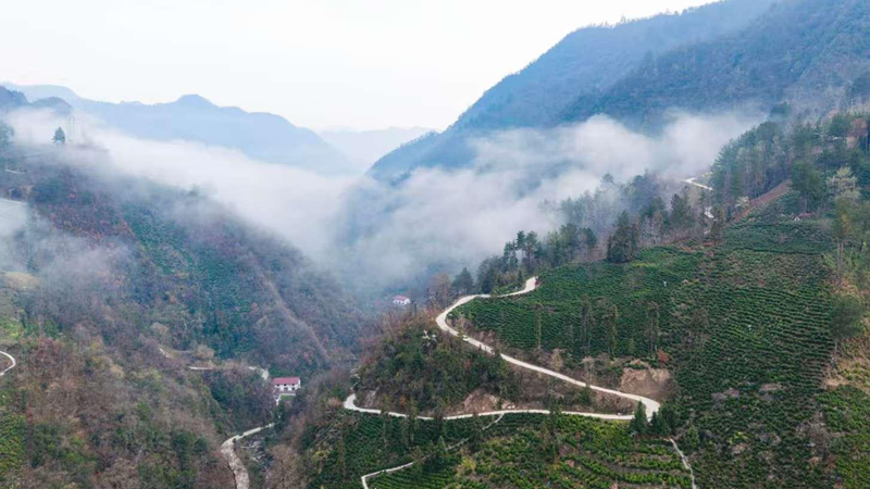 商洛深耕茶产业绘就点“绿”成“金”新图景