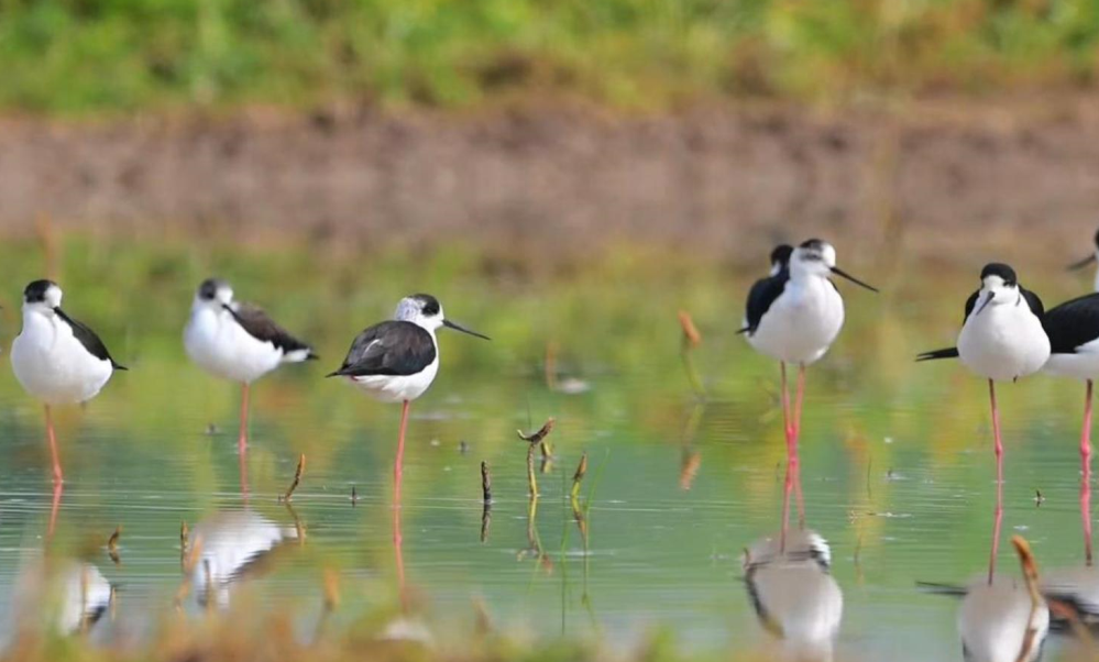 春天里的陕西｜鸟界“超模”黑翅长脚鹬现身陕西汉中