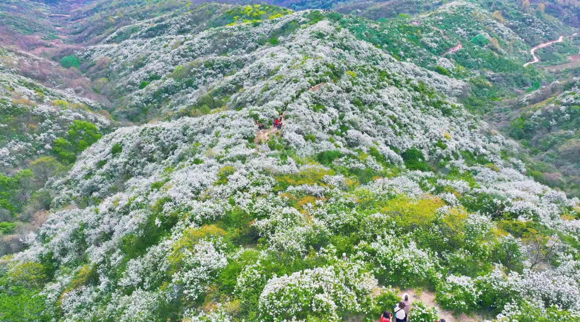 春满西镇，梅映吴山——宝鸡市陈仓区西镇吴山第二届白鹃梅摄影赏花活动圆满举办