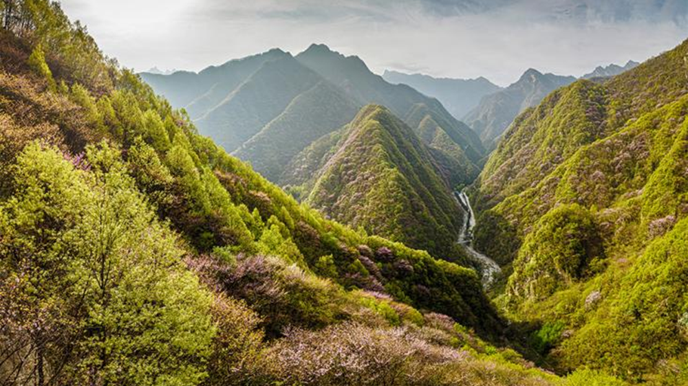 赴一场花瀑之约！太平国家森林公园紫荆花季正式开启