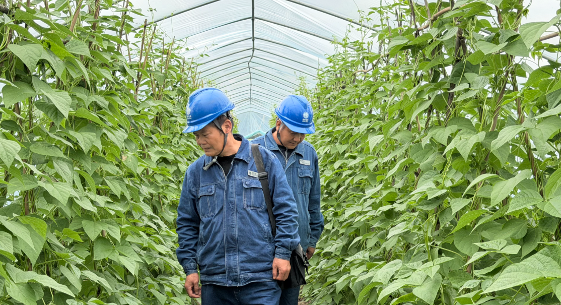 国网汉中城固县供电公司：电暖春耕护良田 精准服务惠民生