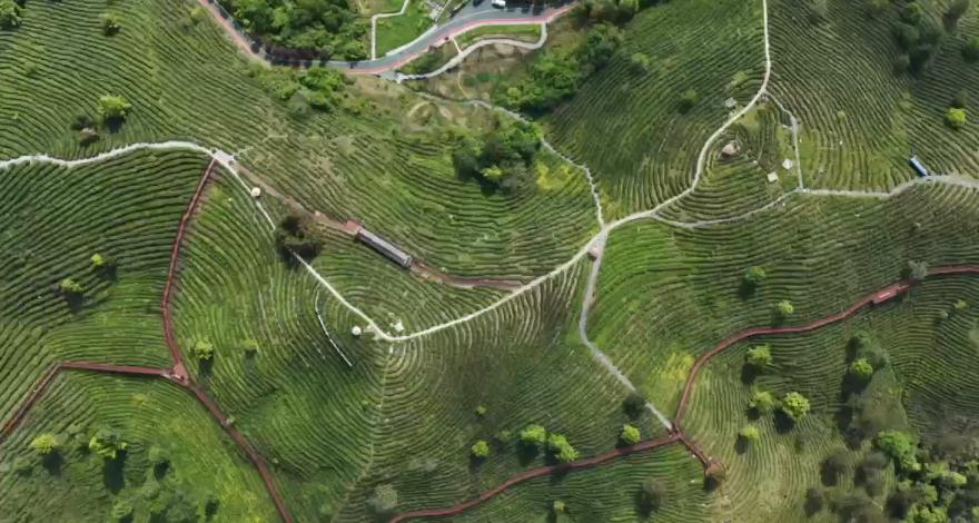 平利春日限定版：与春山同坐 清茗一盏享清欢