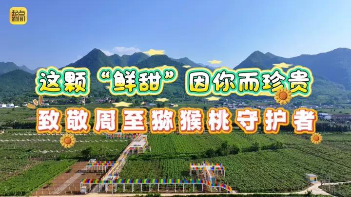 这颗“鲜甜”因你而珍贵！致敬周至猕猴桃守护者