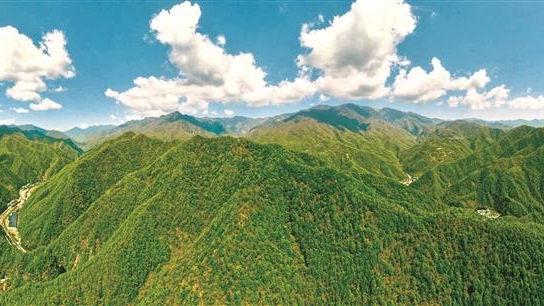 温暖的回响丨当好秦岭生态卫士