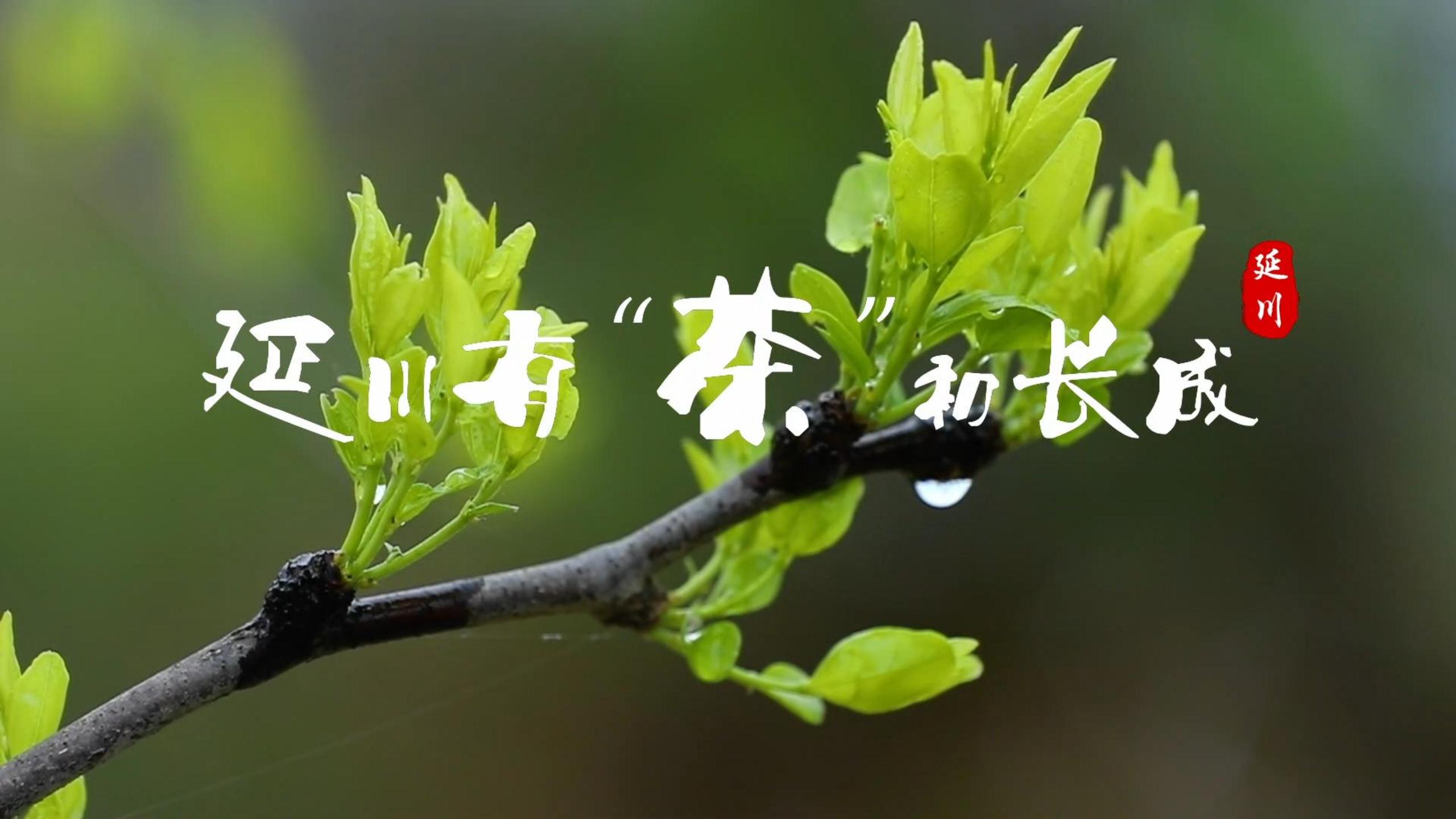 延川有“茶”初长成！