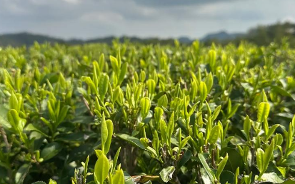 安康平利：物流护航 春茶新鲜出山