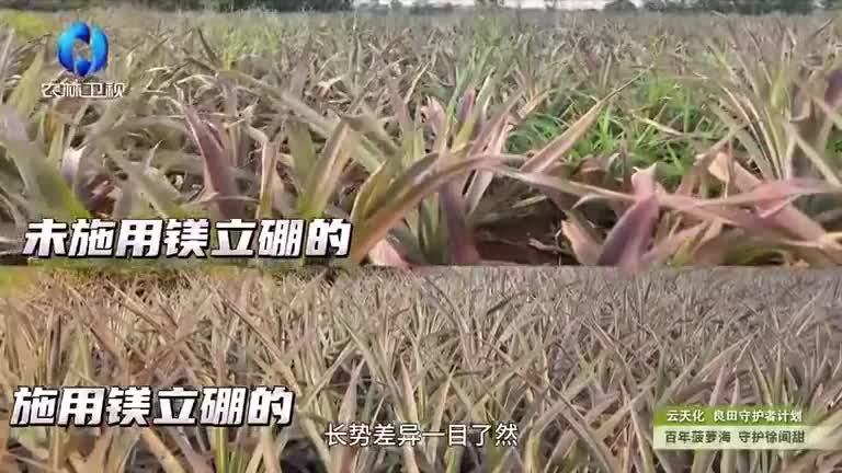 中国农资秀（2026-05-19）