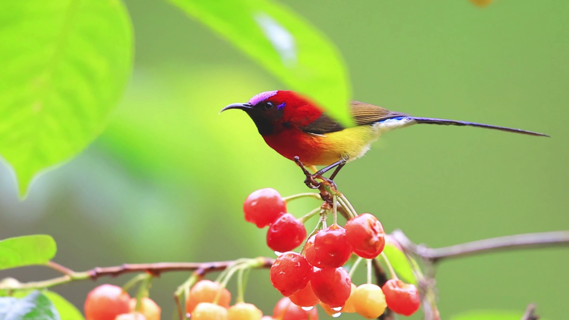 太阳鸟撞见“红宝石” 首波“食客”的甜蜜认证