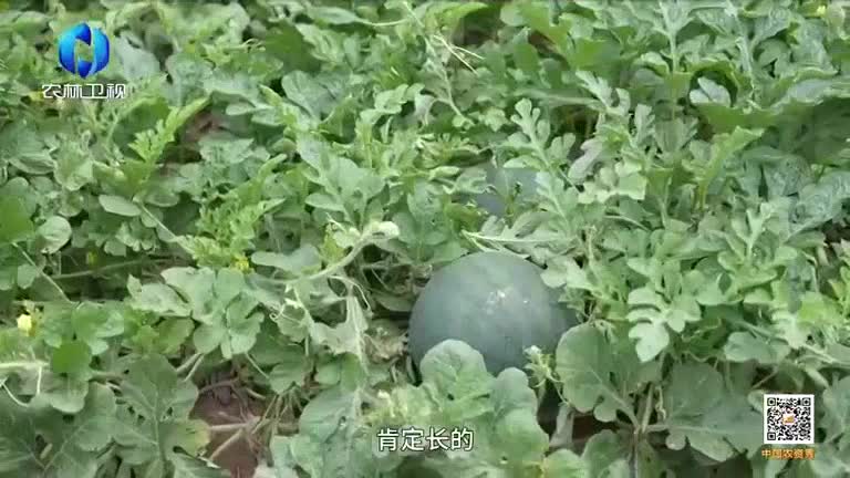 中国农资秀（2026-05-25）