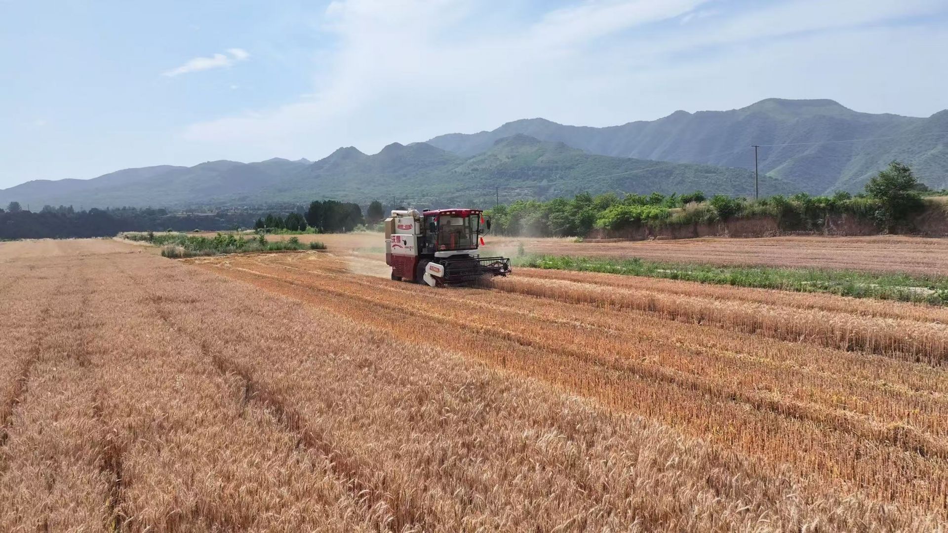 麦浪铺就振兴路 一碗面食百亿兴——宝鸡岐山47.46万亩优质小麦赋能170.29亿元特色面经济