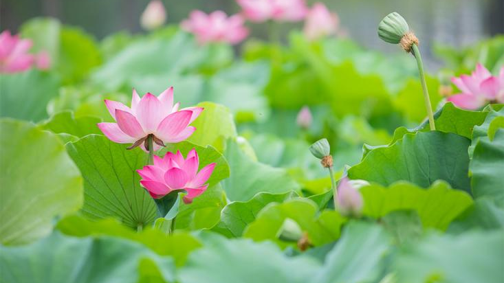 组图丨夏日的限定浪漫！西安莲湖公园荷花盛开引客来