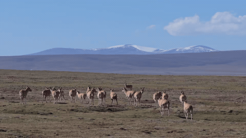 6c330ee969db3fa4f520baa609378e0e.gif