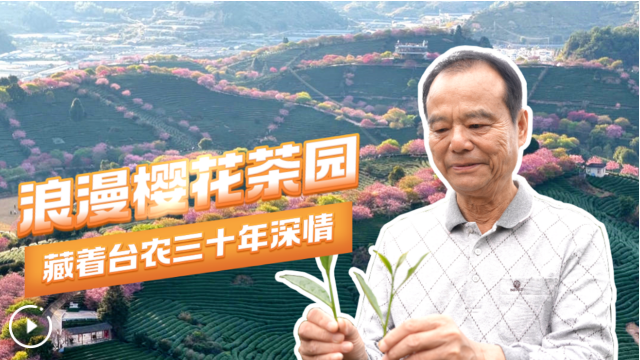 融合发展印记｜浪漫樱花茶园 藏着台农三十年深情