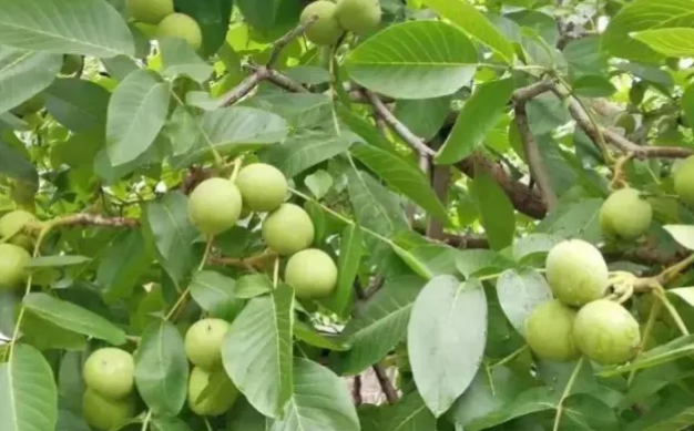 商洛：秦岭山货出国门