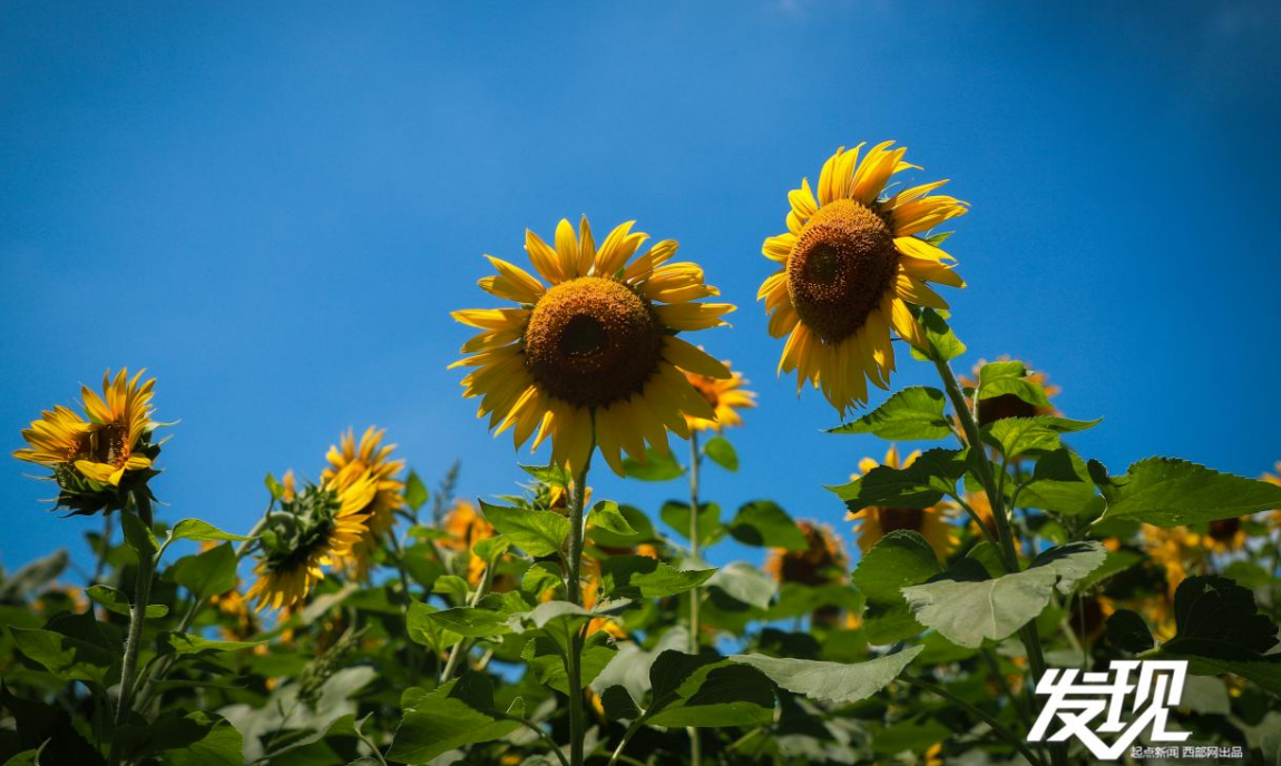 发现｜向阳花影舞清风 百亩金色葵海静待游人赴夏约