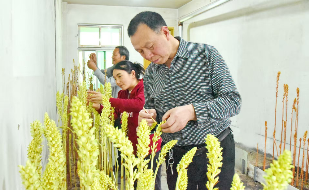 汉中宁强真菌研究所研发优质菌种撑起天麻富民大产业