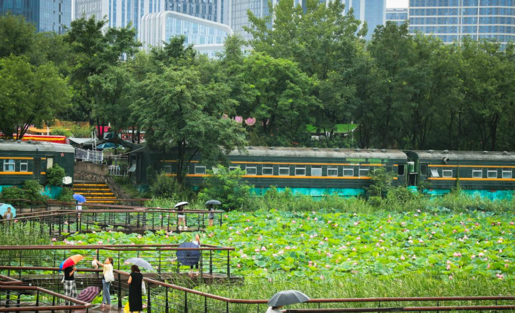 发现｜雨中荷香满长安 桃花潭荷景醉人