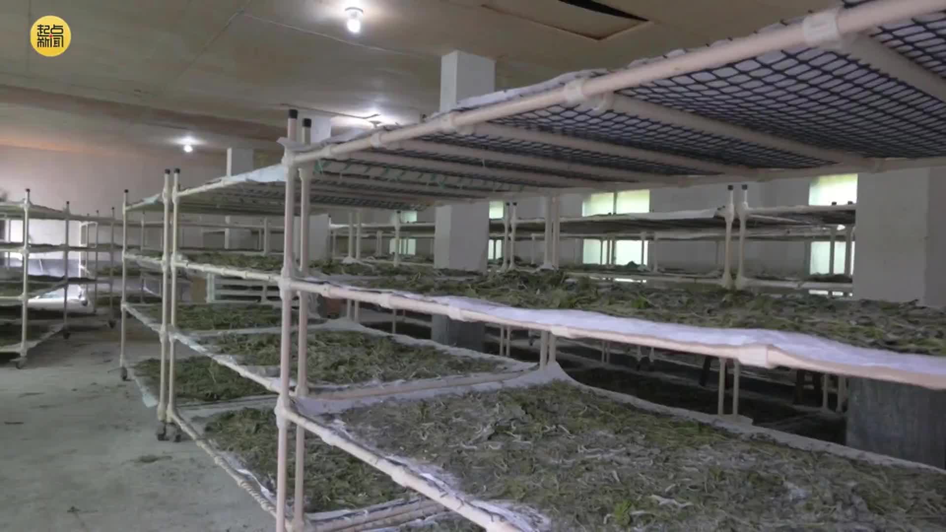 陕西石泉：科技赋能蚕桑产业 智慧种养激活发展势能
