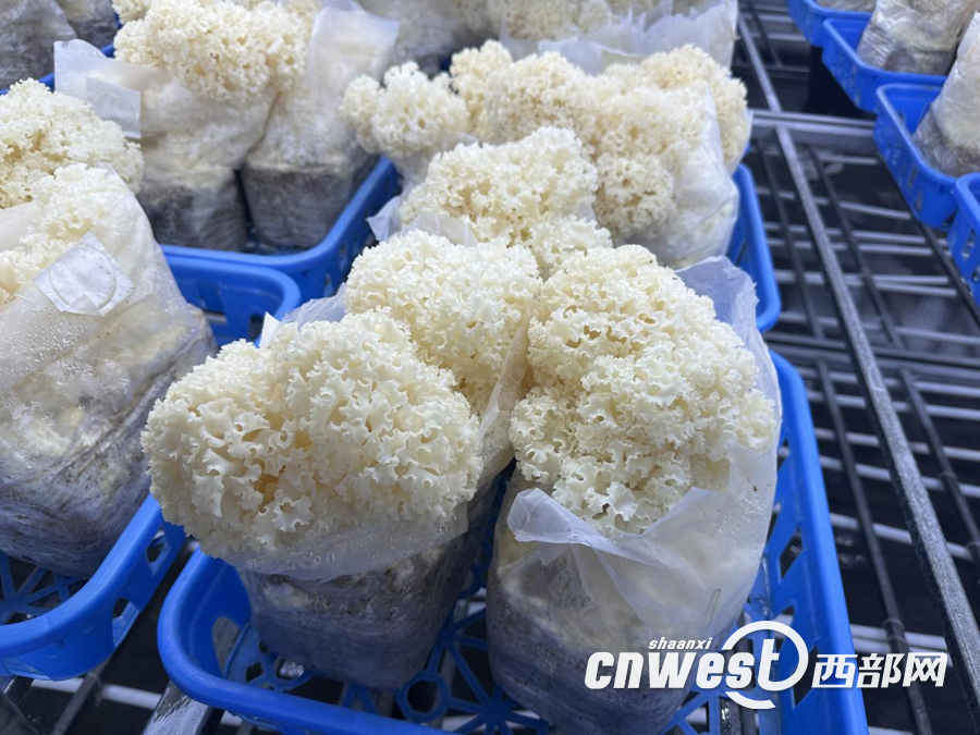 正在上传... a8024c7540eae89a2734bdba81e7da8a.png
