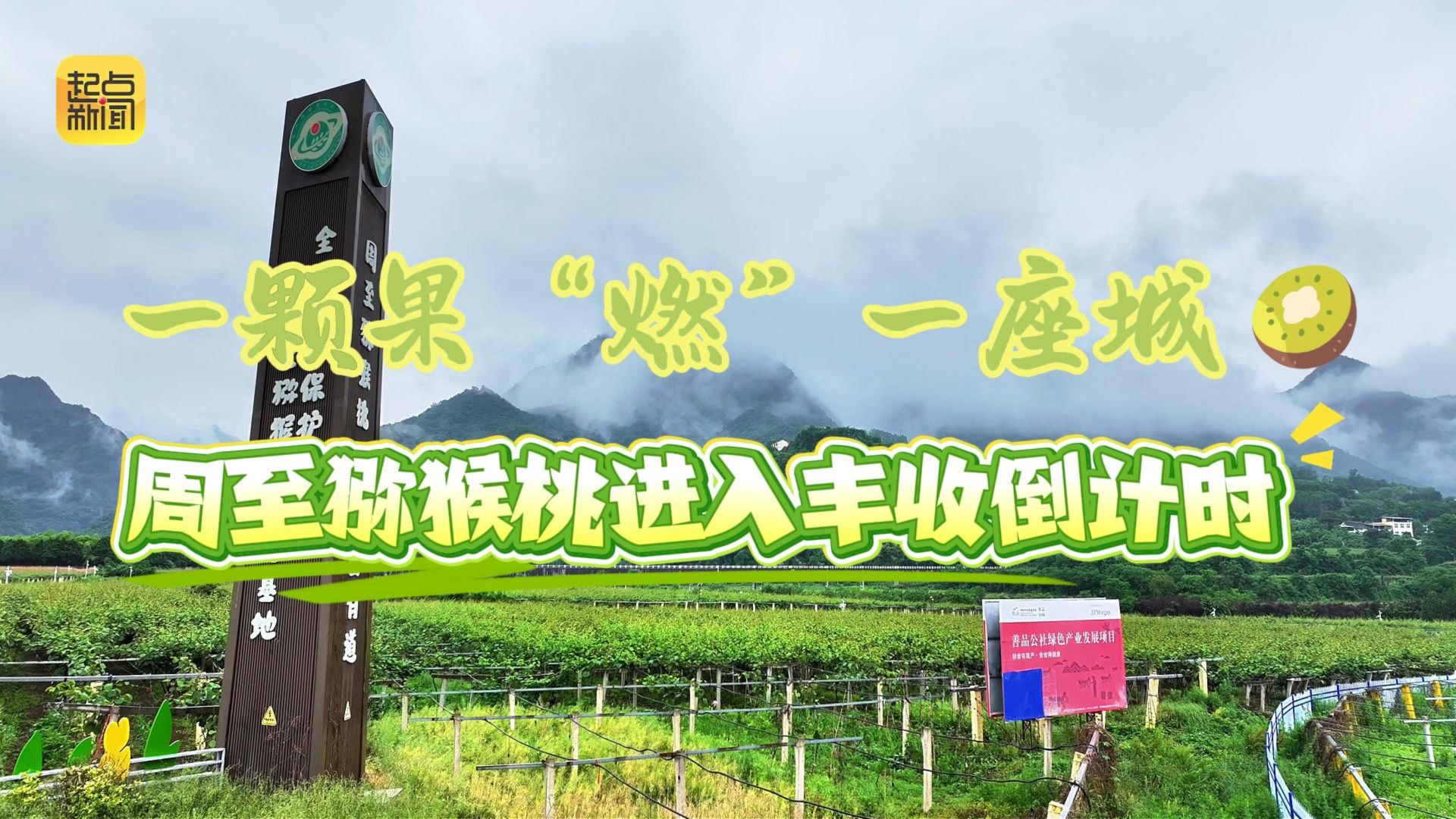 一颗果“燃”一座城！周至猕猴桃进入丰收倒计时