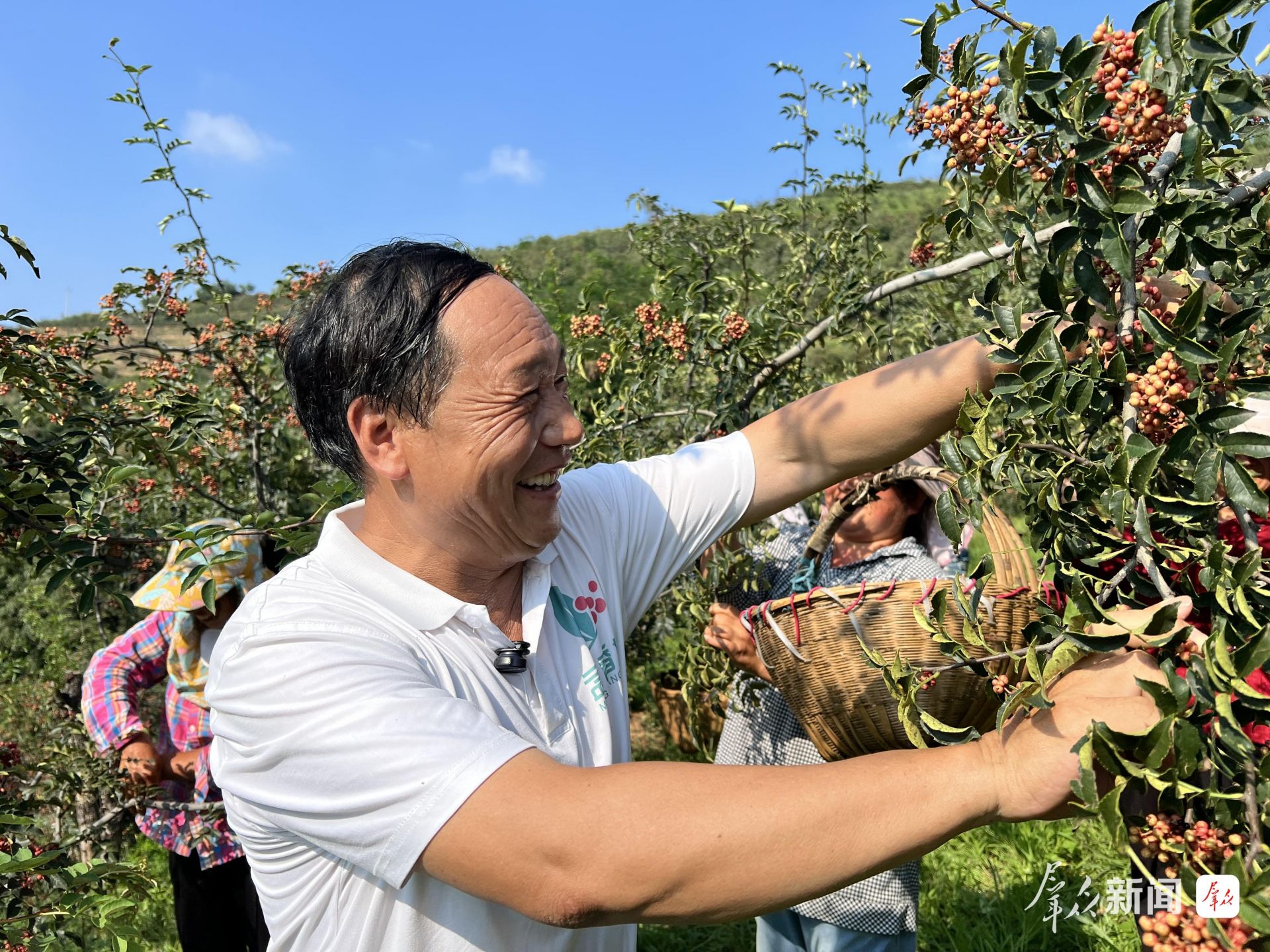 8月20日,周维林正在花椒园采摘花椒。渭南市融媒体中心记者 王珂摄 1284bc17bd03b8b7f192fcd0bf0efb67.jpeg