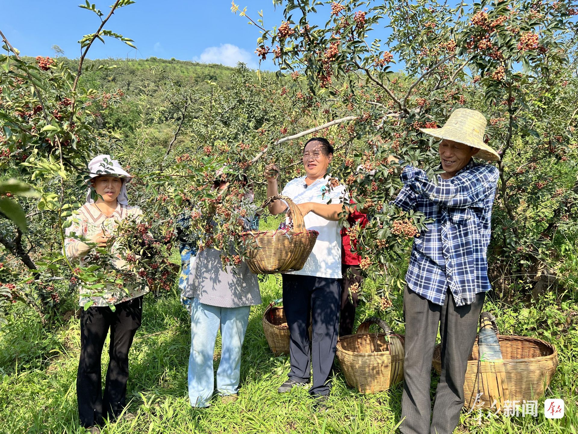 8月20日,周维林(右二)与村民一起采摘花椒。渭南市融媒体中心记者 王珂摄 d6a68e43f35cfa13c4047136307a304a.jpeg