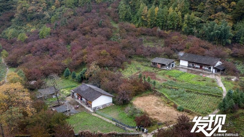 发现丨 汉中佛坪10余万亩山茱萸“红”上枝头