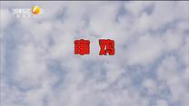 百家碎戏 审鸡