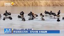 西安阎良石川河：百鸟欢聚 水禽起舞