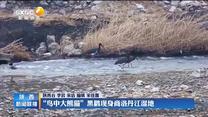 “鸟中大熊猫”黑鹳现身商洛丹江湿地