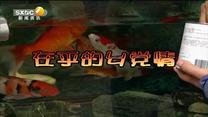 百家碎戏 在乎的乡党情