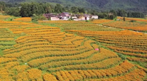 变迁 第九集《乡村振兴》