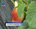 农村大市场 桃味满满的桃熏草莓