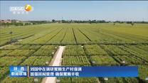 刘国中在调研夏粮生产时强调 加强田间管理 确保夏粮丰收