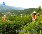 农村大市场 平利：供销助推三产融合 小茶叶变大产业
