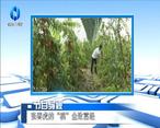 农村大市场 张春虎的“桃”金致富经