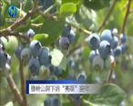农村大市场 秦岭山脚下的“亮眼”蓝莓