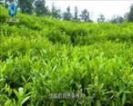 农村大市场 供销助推旬阳茶产业新发展