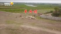 百家碎戏 羊为媒
