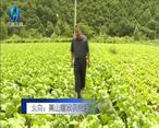 农村大市场 太白：高山蔬菜供港澳