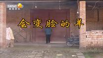 百家碎戏 会变脸的羊