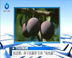 农村大市场 赵庄镇：种下凤凰李 引来“金凤凰”