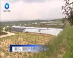 农村大市场 铜川：蔬菜产业园里的致富经
