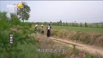 百家碎戏 米兰的春天