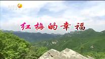 百家碎戏 红梅的幸福