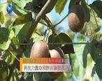 农村大市场 科技力量助推陕西猕猴桃发展