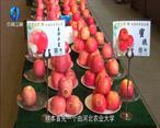 农村大市场 千阳：红苹果成了农民“金果果”
