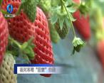 农村大市场 杨河草莓“甜蜜”来袭